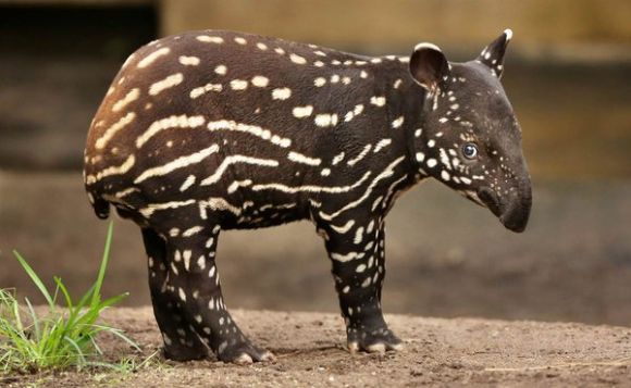 baby-tapir.jpg