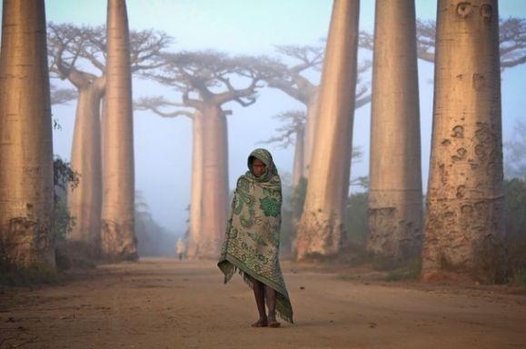 ancient-forest-baobab.jpg