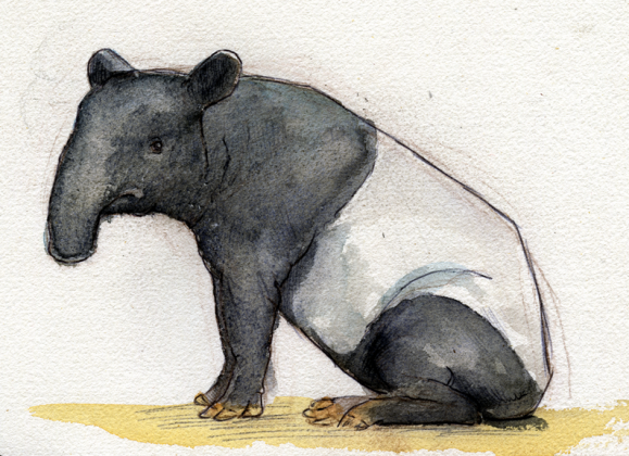 tapir-jess-yeoman.png